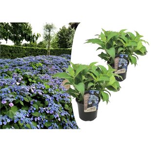 Hydrangea hortensie serrata 'Sommerglanz' - 2er Set - ⌀19cm - Höhe 25-40cm
