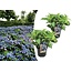 Hydrangea serrata Zomerglans - Set van 2 - Hortensia - Pot 19cm - Hoogte 25-40cm