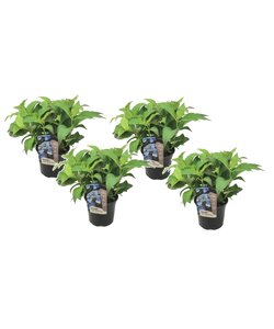 Hydrangea serrata Zomerglans - Set van 4 - Hortensia - Pot 19cm - Hoogte 25-40cm