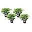 Hydrangea serrata Zomerglans - Set van 4 - Hortensia - Pot 19cm - Hoogte 25-40cm