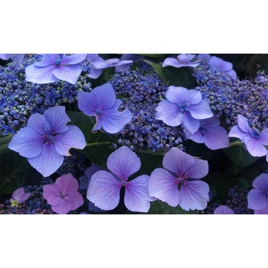 Hydrangea Summerglow - Set di 4 - Ortensia - Vaso di 19cm - Altezza 25-40cm  - FloraStore