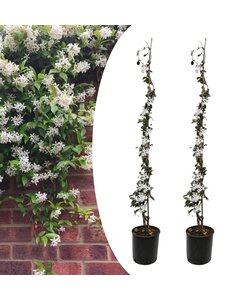 Trachelospermum jasminoides - 2er set Sternjasmin Weiß - ø17cm - Höhe 110-120cm