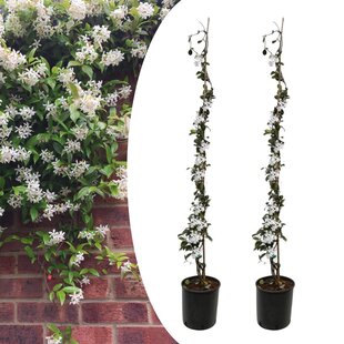 Trachelospermum jasminoides - 2er set Sternjasmin Weiß - ø17cm - Höhe 110-120cm