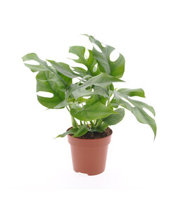 Monstera Minima - Houseplant - Pot 12cm - Height 20-30cm