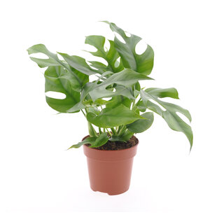 Monstera Minima - Houseplant - Pot 12cm - Height 20-30cm
