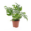 Monstera Minima - Houseplant - Pot 12cm - Height 20-30cm