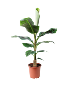 Musa Cavendish - Houseplant - Dwarf Cavendish - ø21cm - Height 90-100cm