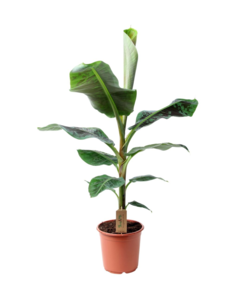 Musa Cavendish - Plante d'intérieur - Pot 21cm - Hauteur 90-100cm