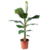Musa Cavendish - Roślina domowa - Bananowiec - ⌀21cm - Wysokość 90-100cm