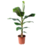 Musa Cavendish - Planta interior - Cavendish enana - ⌀21cm - Altura 90-100cm