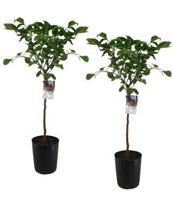 Citrus Limon XL Stamm - Zitronenbaum - Set von 2 - Topf 19cm - Höhe 100-120cm