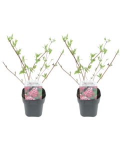 Deutzia x hybrida 'Champs de fraises' - Set de 2 - Pot 17cm - Hauteur 25-40cm