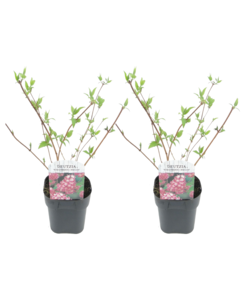 Deutzia x hybrida 'Strawberry Fields' - Set de 2 - Pot 17cm - Hauteur 25-40cm