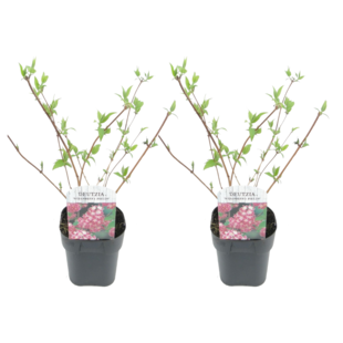 Deutzia x hybrida 'Strawberry Fields' - Set of 2 - ø17cm - Height 25-40cm