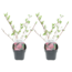 Deutzia x hybrida 'Strawberry Fields' - Set di 2 - Vaso 17cm - Altezza 25-40cm