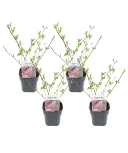 Deutzia x hybrida 'Strawberry Fields' - Set di 4 - Vaso 17cm - Altezza 25-40cm