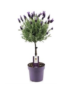 Lavandula stoechas 'Anouk' - Albero di lavanda - Vaso 15cm - Altezza 45-55cm