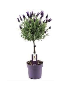 Lavandula stoechas 'Anouk' - Lavender Tree - ⌀15cm - Height 45-55cm