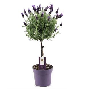 Lavandula stoechas 'Anouk' - Lavande - Pot 15cm - Hauteur 45-55cm