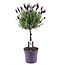 Lavandula stoechas 'Anouk' - Lavender Tree - ⌀15cm - Height 45-55cm