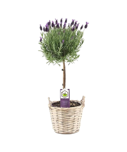 Lavandula stoechas 'Anouk' - Lavendelbaum im Korb - Topf 15cm - Höhe 45-55cm