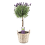 Lavandula stoechas 'Anouk' - Lavendeltræ i kurv - ø15cm - Højde 45-55cm