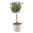 Lavandula stoechas 'Anouk' - Lavender tree in basket - ⌀15cm - Height 45-55cm