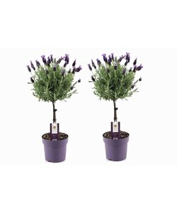 Lavandula stoechas Anouk - 2er Set - Lavendelbaum - Topf 15cm - Höhe 45-55cm