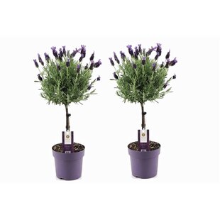 Lavandula stoechas Anouk - 2er Set - Lavendelbaum - Topf 15cm - Höhe 45-55cm