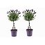 Lavandula stoechas Anouk - 2er Set - Lavendelbaum - Topf 15cm - Höhe 45-55cm