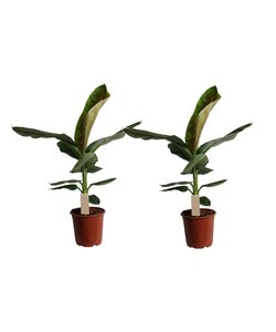 Musa Cavendish - Set de 2 - Plantes d'intérieur - Pot 21cm - Hauteur 90-100cm