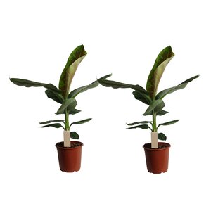 Musa Cavendish - Set de 2 - Plantes d'intérieur - Pot 21cm - Hauteur 90-100cm