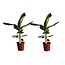 Musa Cavendish - Set de 2 - Plantes d'intérieur - Pot 21cm - Hauteur 90-100cm