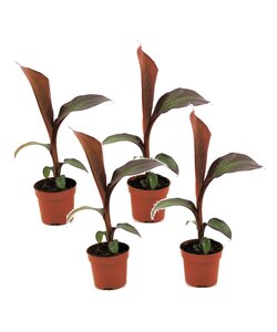 Musa ensete Maurelli roślina bananowa - Zestaw 4 - ⌀9cm - Wysokość 20-30cm