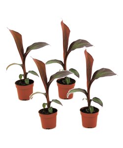 Musa ensete Maurelli - Set de 4 - Bananiers - Pot 9cm - Hauteur 20-30cm