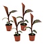 Musa ensete Maurelli - Set of 4 - Banana Plants - ø9cm - Height 20-30cm