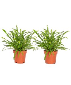 Nephrolepis Duffii - 2er Set - Fluffigfarn - Topf 12cm - Höhe 25-40cm