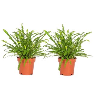 Nephrolepis Duffi Fern - Set of 2 - ø12cm - Height 25-40cm