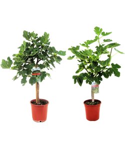 Ficus Carica - Set van 2 fruitbomen - Pot 21cm - Hoogte 70-90cm