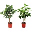 Ficus Carica - Common Fig tree - Hardy - Set of 2 - Pot 21cm - Height 70-90cm