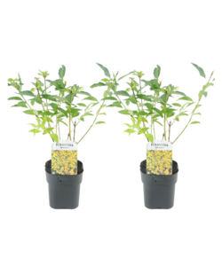 Forsythia intermedia 'Minigold' - Set di 2 - Vaso 17cm - Altezza 25-40cm