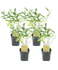 Forsythia intermedia 'Minigold' - Set di 4 - Vaso 17cm - Altezza 25-40cm