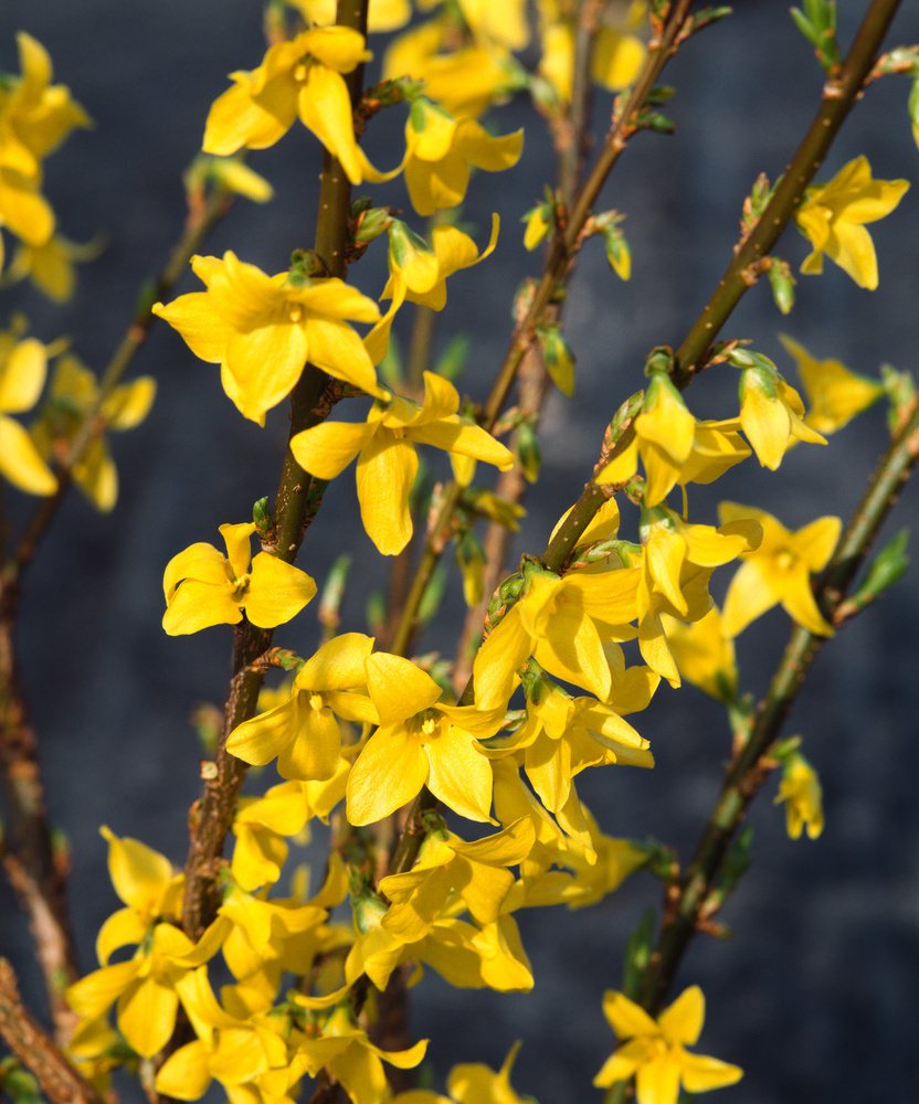 Flower forsythia 2024