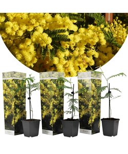 Acacia dealbata Mimosa - Set van 3 - Struik - Pot 9cm - Hoogte 25-40cm