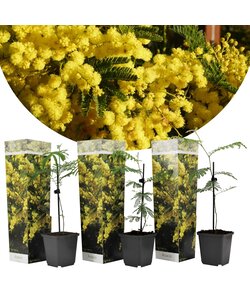 Acacia dealbata Mimose - 3er Set - Mimosen Pflanzen - Topf 9cm - Höhe 25-40cm