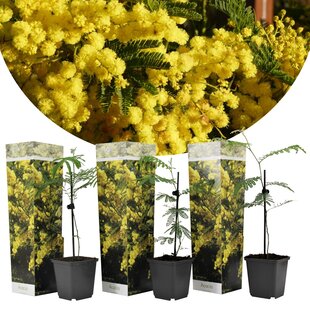 Acacia dealbata Mimosa - Set of 3 - Mimosa plants - ø9cm - Height 25-40cm