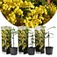 Acacia dealbata Mimosa - Set di 3 - Vaso 9cm - Altezza 25-40cm