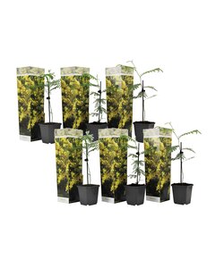 Acacia dealbata Mimose - 6er Set - Mimosen Pflanzen - Topf 9cm - Höhe 25-40cm