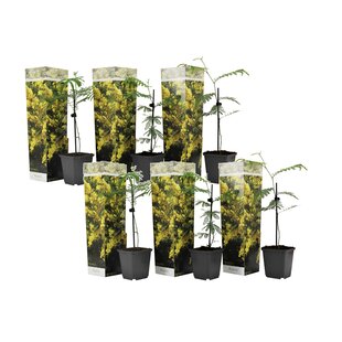 Acacia dealbata Mimose - 6er Set - Mimosen Pflanzen - Topf 9cm - Höhe 25-40cm