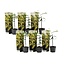 Acacia dealbata Mimose - 6er Set - Mimosen Pflanzen - Topf 9cm - Höhe 25-40cm